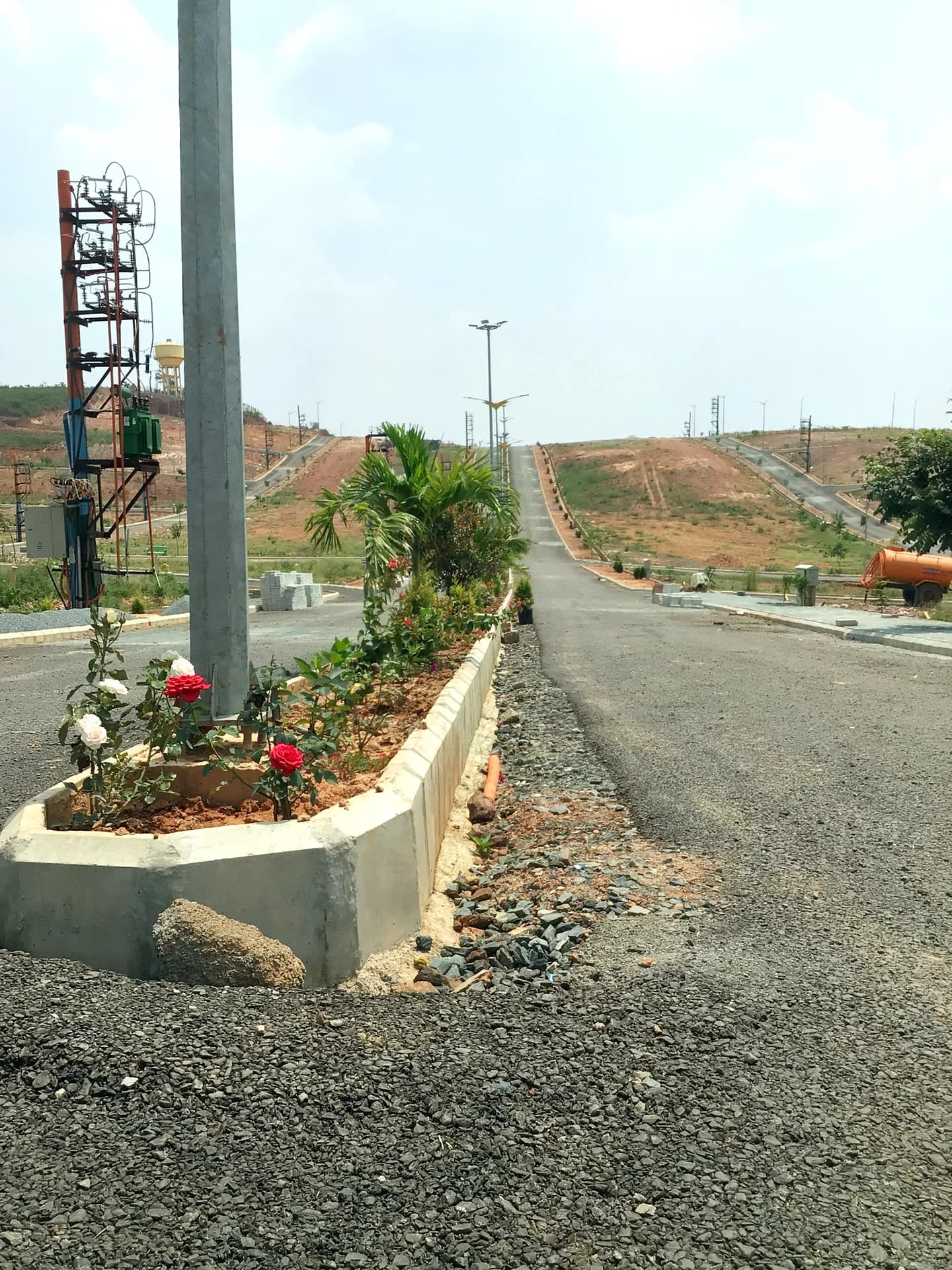 Blooming Rose Garden Along Central Median